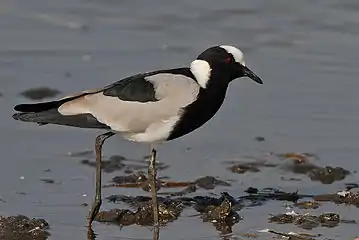 Foraging at Lake Nakuru, Kenya