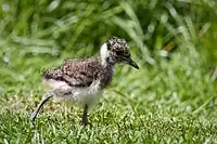 Chick in the Netherlands