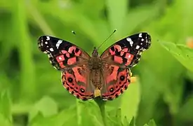 Vanessa braziliensis,Brazilian painted lady