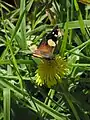 Feeding on nectar