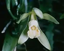 Vanilla orchid