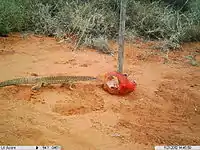 Sand goanna at a camera lure