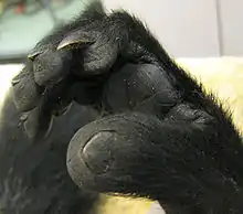 Right foot of a black-and-white ruffed lemur, showing a clear flat nail on the big toe and an arching, claw-like toilet-claw on the second toe