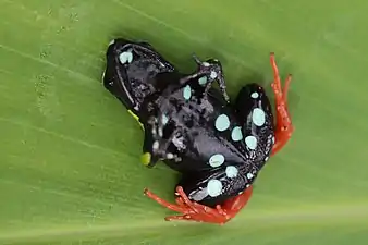 Ventral view