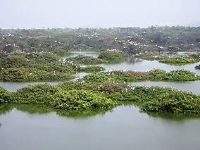 View of Vedanthangal Lake