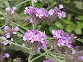 Verbena rigida