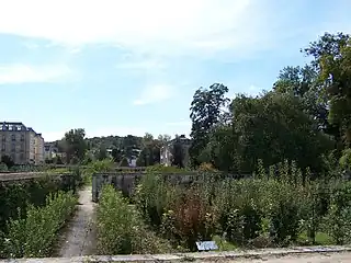 Orchard of apple and pear trees