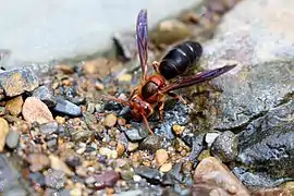 Black-bellied hornet (Vespa basalis), Xingping