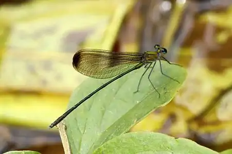 Vestalis submontana male