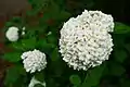 Viburnum carlesii from Korea and Japan blossoms