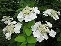 Viburnum macrocephalum f. keteleeri