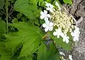 Guelder rose