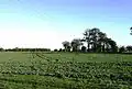 Narrow-leaved elms near Tillingham, Dengie peninsula, Essex (2010)