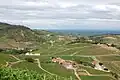 Beaujolais vineyards