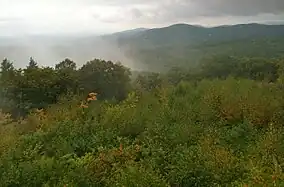 Forest vista with rising mist