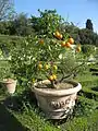 Dwarf citrus trees in pots are a traditional feature of the gardens of the Villa di Castello.