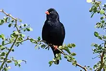 male V. c. okavangoensis, Zimbabwe