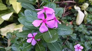 Periwinkle From a garden at Cox's Bazar, Bangladesh