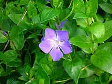 Detail of the flower, swelling flower buds and foliage in spring