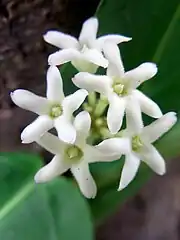 Closeup of flower