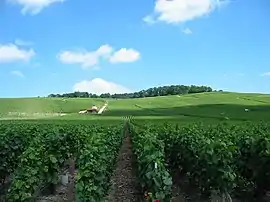 Vineyards near Épernay