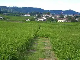 Vineyards in Vinzel