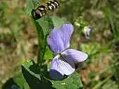 Flower of Viola epipsila