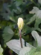 Flower bud