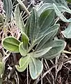 Leaf closeup