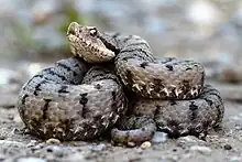 Vipera Aspis.