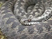 Common European adder (Vipera berus)