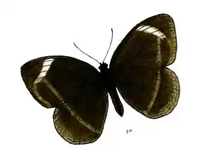 Dorsal view