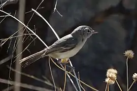 Bell's vireo(Vireo bellii)