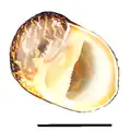 Apertural view of a shell of Vittina waigiensis. Scale bar is 10 mm (0.39 in).