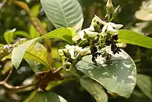 Inflorescence of V. africana.