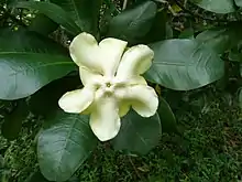 Single flower of V. thouarsii viewed from above to show corolla limb.