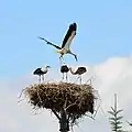 White storks nesting in Voľa