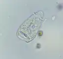 Vorticella sp. telotroch