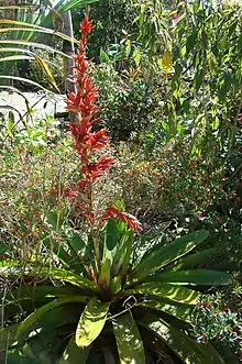 Photograph of the plant showing thick leaves spreading out around the base of  the central stem that has red flowers