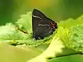 White-letter Hairstreak on Lutèce, Sweden