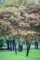 Green trees in the park