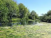 Waddon Ponds looking south-east from northern end