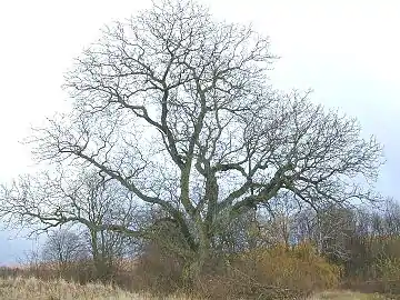 Old tree