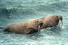 Photo of two walruses in shallow water facing shore