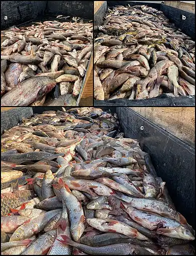 In this single-night bowfishing tournament in Minnesota, 85% of individual fish shot and dumped were native fishes.