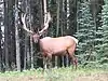 Cervus canadensis