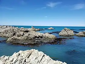 Uplifted shoreline at Ward Beach (photographed in 2020), with D. antarctica growing in the new intertidal zone