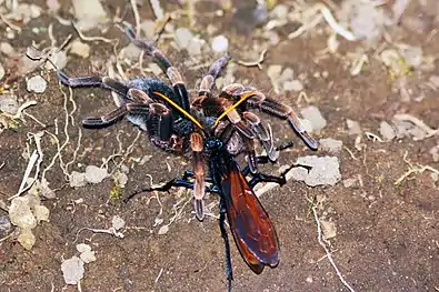 Tarantula hawk dragging a paralysed orange-kneed tarantula, Costa Rica