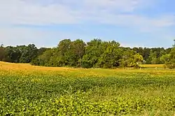 Soybean field on Wasser Bridge Road