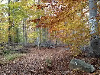 Fall foliage along Sierra Trail